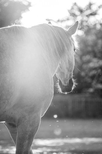 Kalm in de zon met een paard