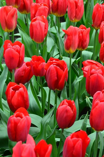 Helder rode Tulpen par Marcel van Duinen