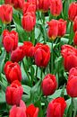 Helder rode Tulpen par Marcel van Duinen Aperçu