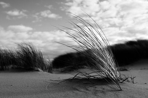 marram grass on Texel