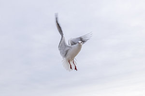 Möwe im flug