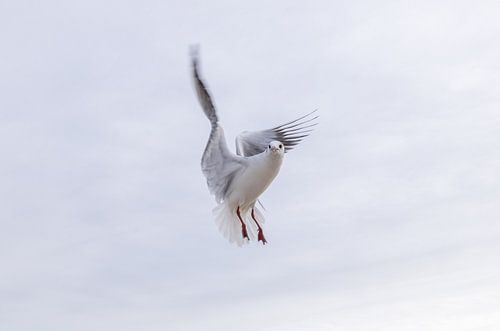 Zeemeeuw tijdens de vlucht