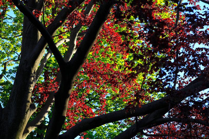 Tree crown by Thomas Jäger