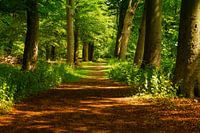 Wandelen in Nijenburg