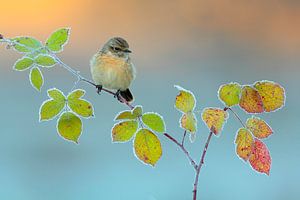 Winter kleuren, Andres Miguel Dominguez van 1x