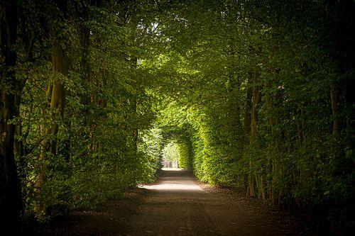 Tunnel weggetje door bomen omgeven