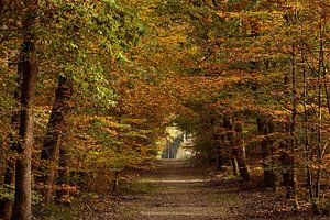 Herbstlicher Wald von John Leeninga