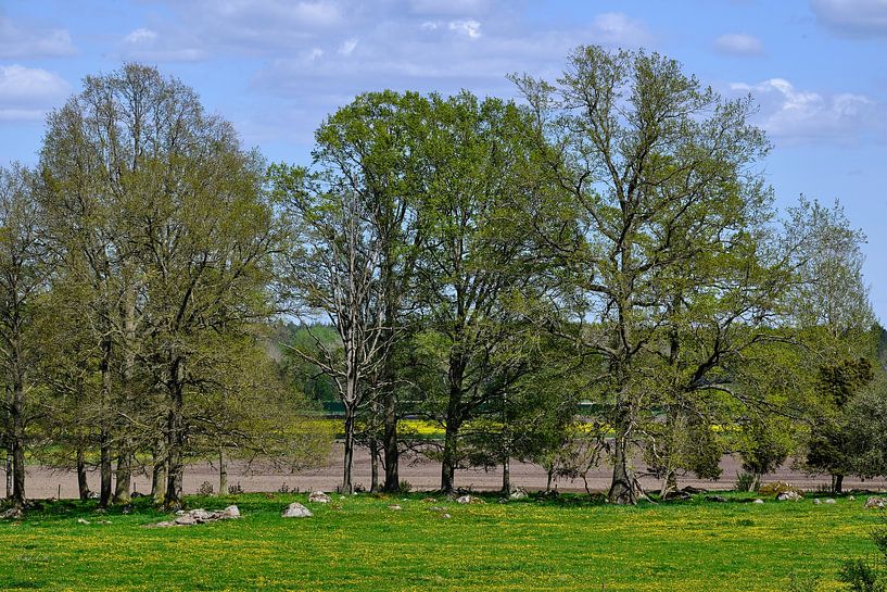 landscape in smaland by Geertjan Plooijer