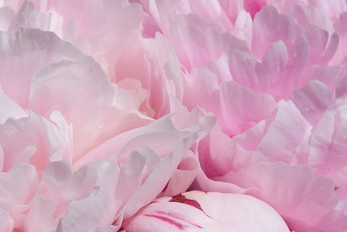 Drawn By Nature, Paeonia - Pioenroos roze #001