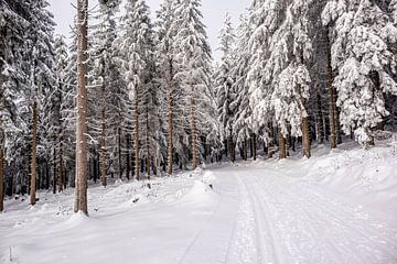 Langlaufrunde bei bestem Kaiserwetter im verschneiten Thüringer Wald bei Floh-Seligenthal - Thüringen - Deutschland von Oliver Hlavaty