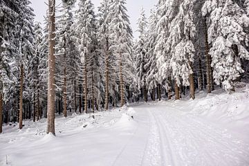 Langlaufen in het besneeuwde Thüringer Woud bij Floh-Seligenthal - Thüringen - Duitsland van Oliver Hlavaty