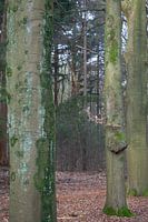 To let the forest speak