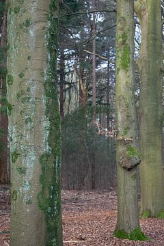 To let the forest speak van Anne Roos Van Veen