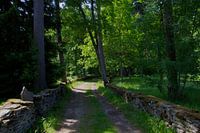 Country lane in forest