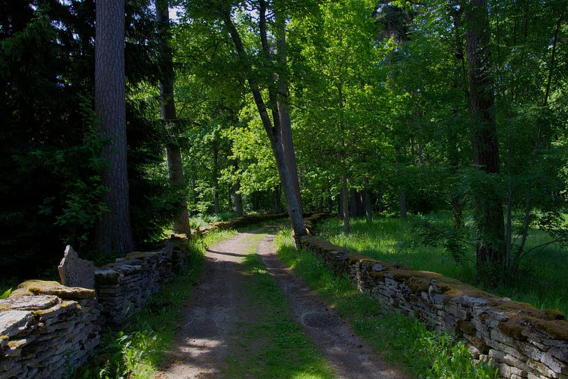 Chemin de campagne dans la forêt par Hans Lok