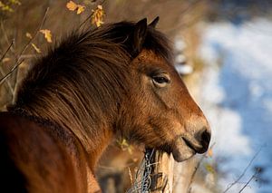 Pferd in Winterlandschaft von Marcel Kerdijk