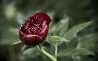 La floraison de la pivoine dans la verdure