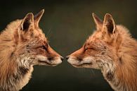 Les renards : "Toi et moi" par Marjolein van Middelkoop Aperçu