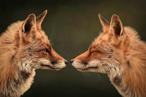 Les renards : "Toi et moi"