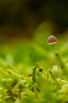 Mushroom