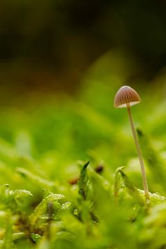 paddenstoel Kleefsteelmycena van Blackbird PhotoGrafie