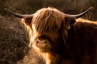 Highlander