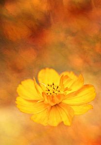Une explosion de couleurs dans le jardin