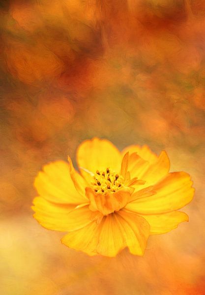 A riot of colour in the garden by Anneliese Grünwald-Märkl