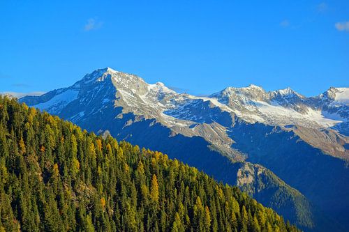 Alpine panorama with an autumnal coniferous forest