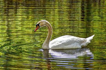 Schwan im Wald mit Spiegelbild