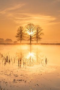 Scharreveld bei Sonnenaufgang - Ein magischer Frühlingsmorgen