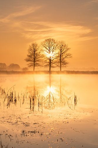 Scharreveld bij zonsopkomst – Een magische voorjaarsochtend