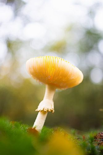 Champignon d'automne