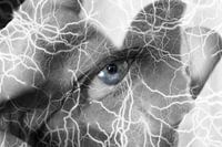 Thunder Eye