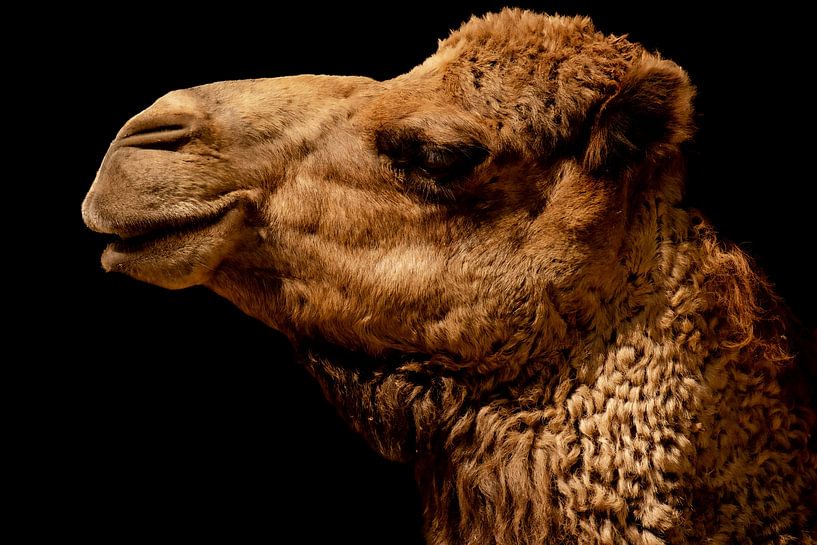 Dromedary friendly smurk by Foto Studio Labie