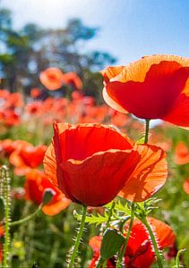 Mohnblumen