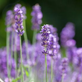 Lavendel in bloei van Ester Ammerlaan