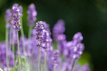 Lavendel in bloei van Ester Ammerlaan