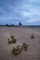 Kootwijkerzand