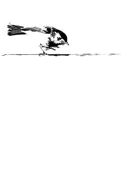 Rouge-gorge sur un rebord de fenêtre, minimaliste en noir et blanc