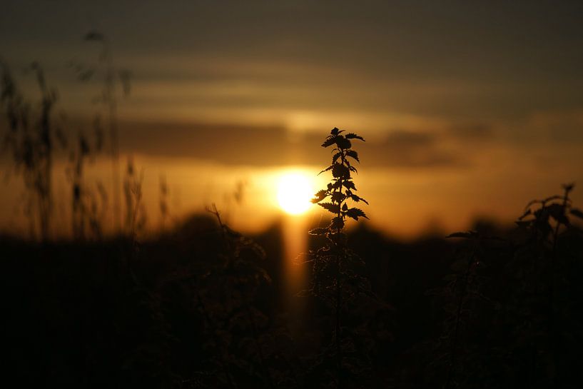 Zonsondergang achter bomen van Martin Köbsch