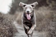 Labrador retriever dog heather by Lotte van Alderen thumbnail