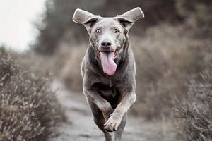 Labrador retriever chien de bruyère sur Lotte van Alderen