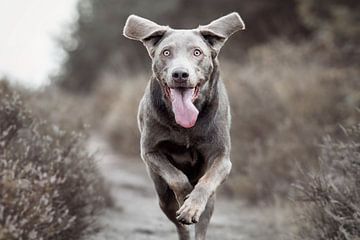 Labrador Retriever Hund Heidekraut von Lotte van Alderen