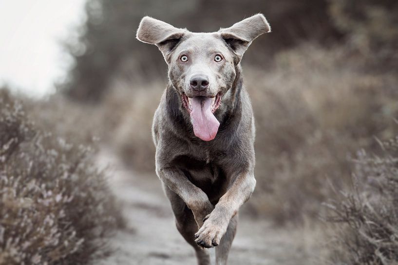 Labrador retriever dog heather by Lotte van Alderen