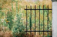 Summervibes: Metallzaun + Wiese