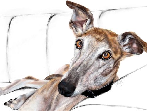 Brindle Greyhound on Couch