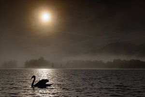 Schwan im Gegenlicht