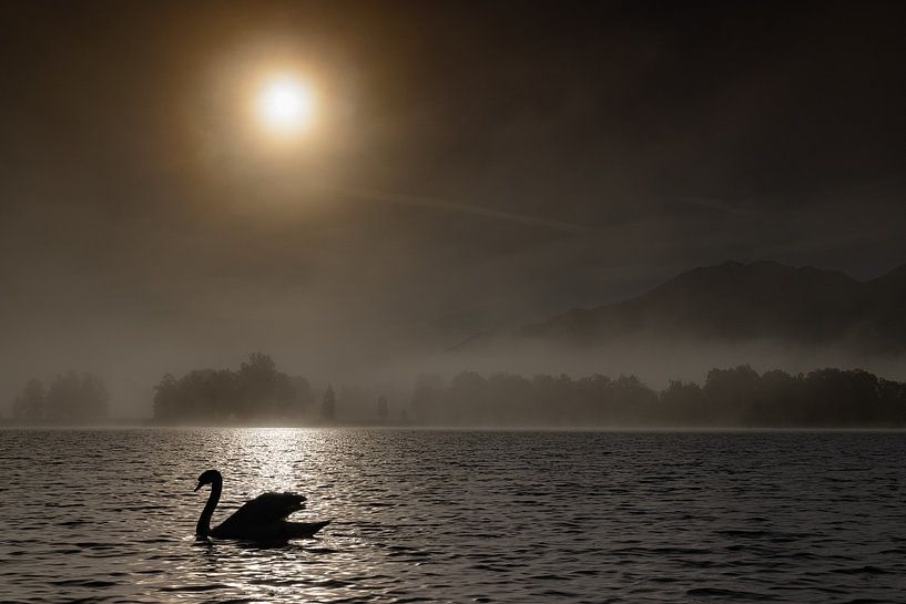 Swan in the backlight by Andreas Müller