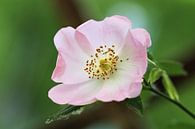 Hundsrose (Rosa canina) von Beatrice Heinze Miniaturansicht